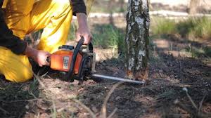 How Our Tree Care Process Works  in  Merrimac, VA